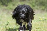 PETIT CHIEN LION 252